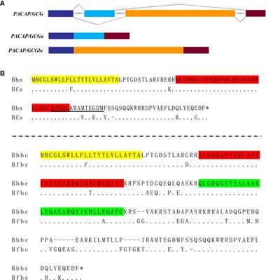 PACAP/GCGa Is an Important Modulator of the Amphioxus CNS-Hatschek’s Pit Axis, the Homolog of the Vertebrate Hypothalamic-Pituitary Axis in the Basal Chordates